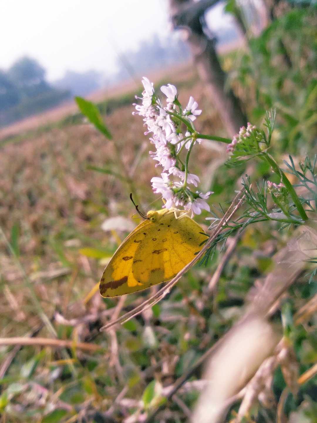 Butterfly 💛💛