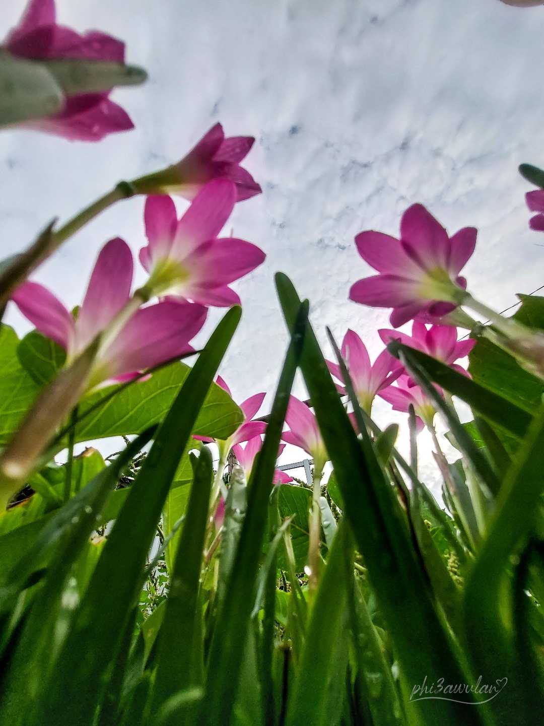 Lili Hujan Merah Jambu