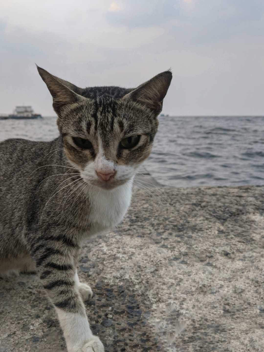 Kucing Domestik 