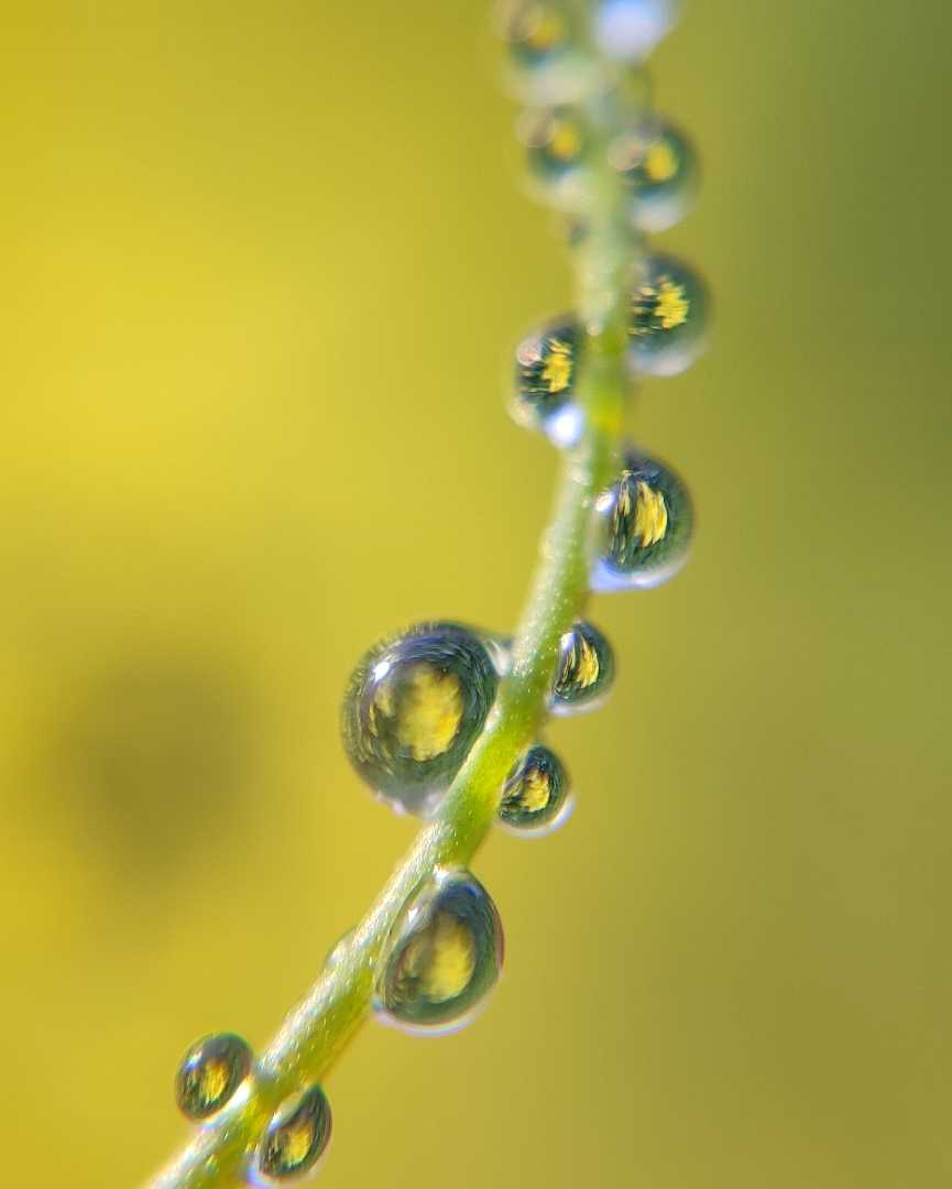 macro photography 📲
