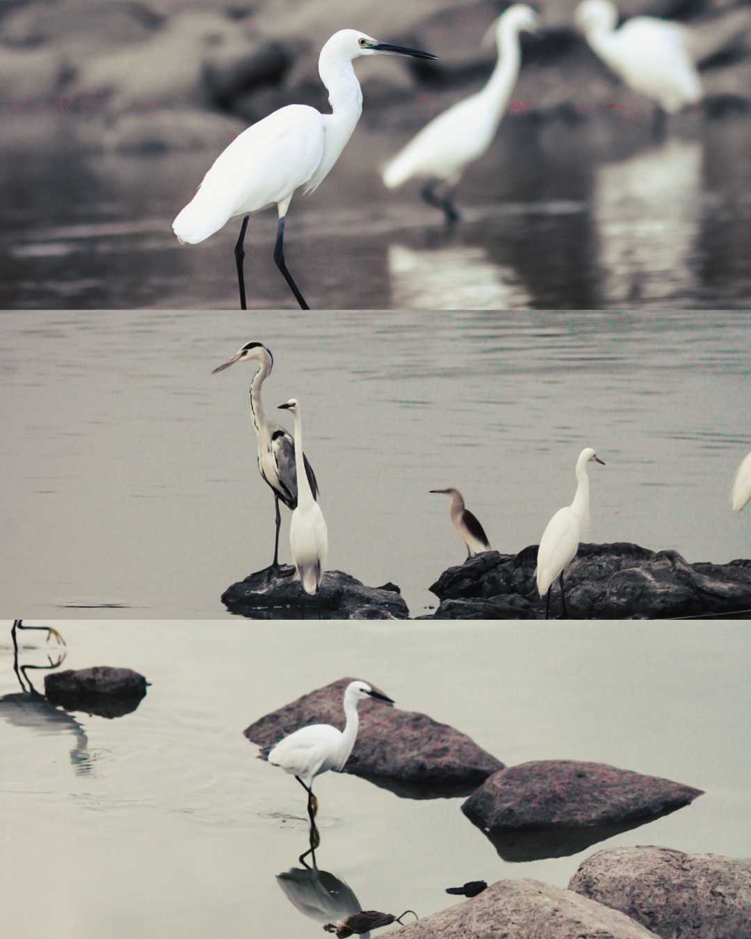 "Graceful Whispers: The Little Egret's Elegance"