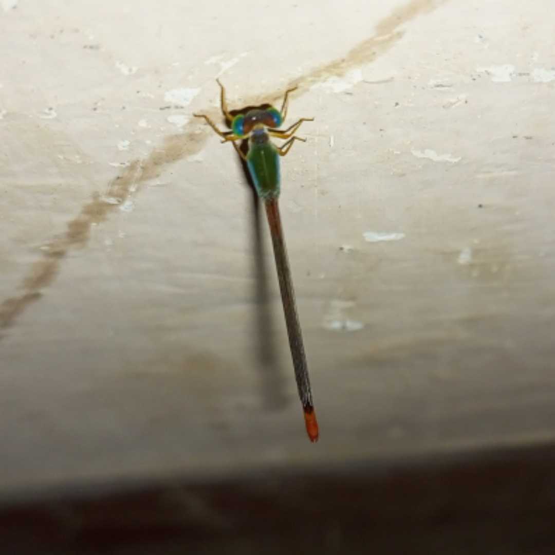 Tiny creature 