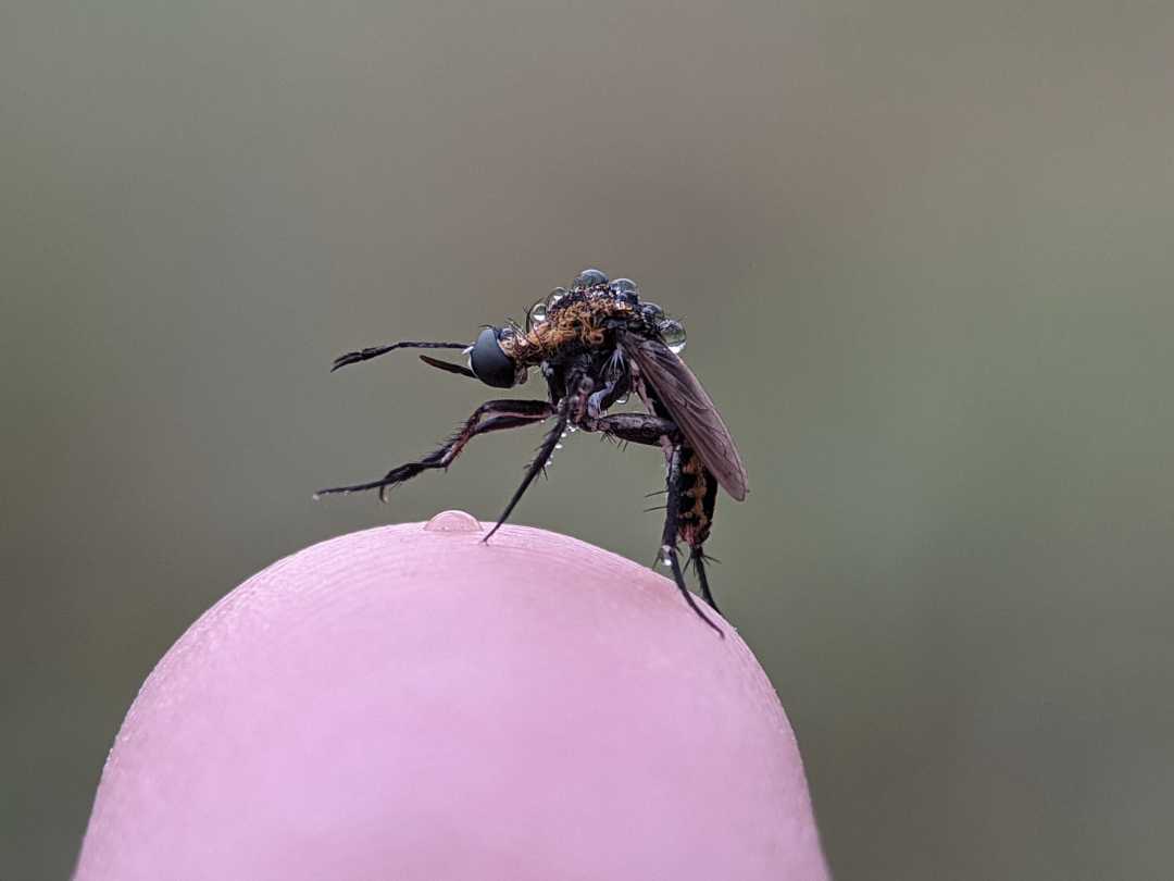 Toxophora