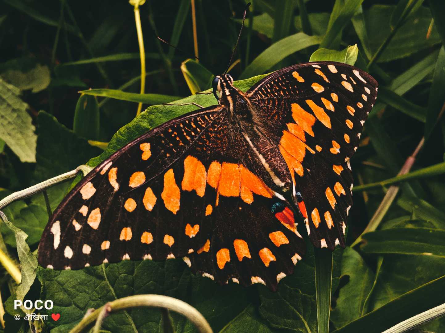 Papilio demoleus