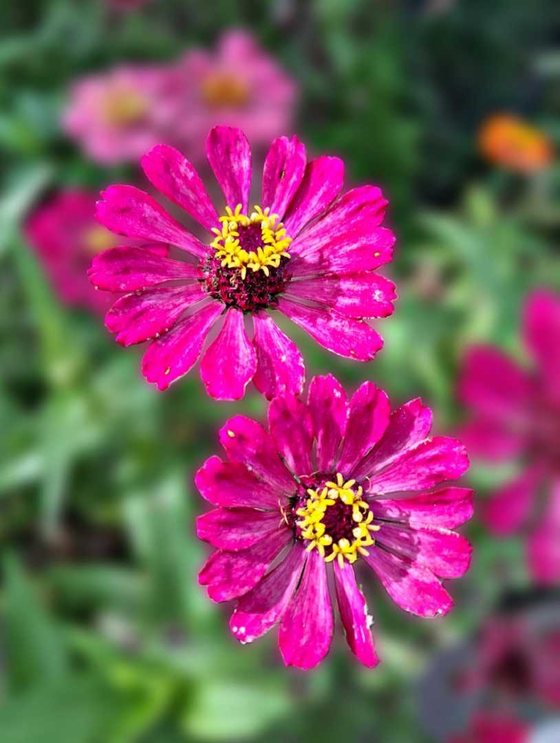 zinia