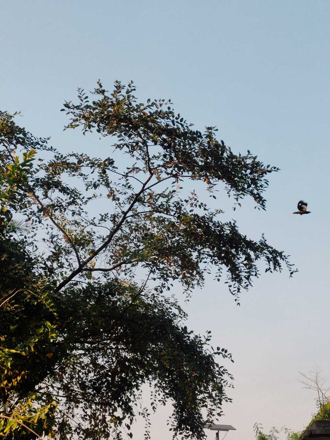 "Wings of freedom in the wilderness"