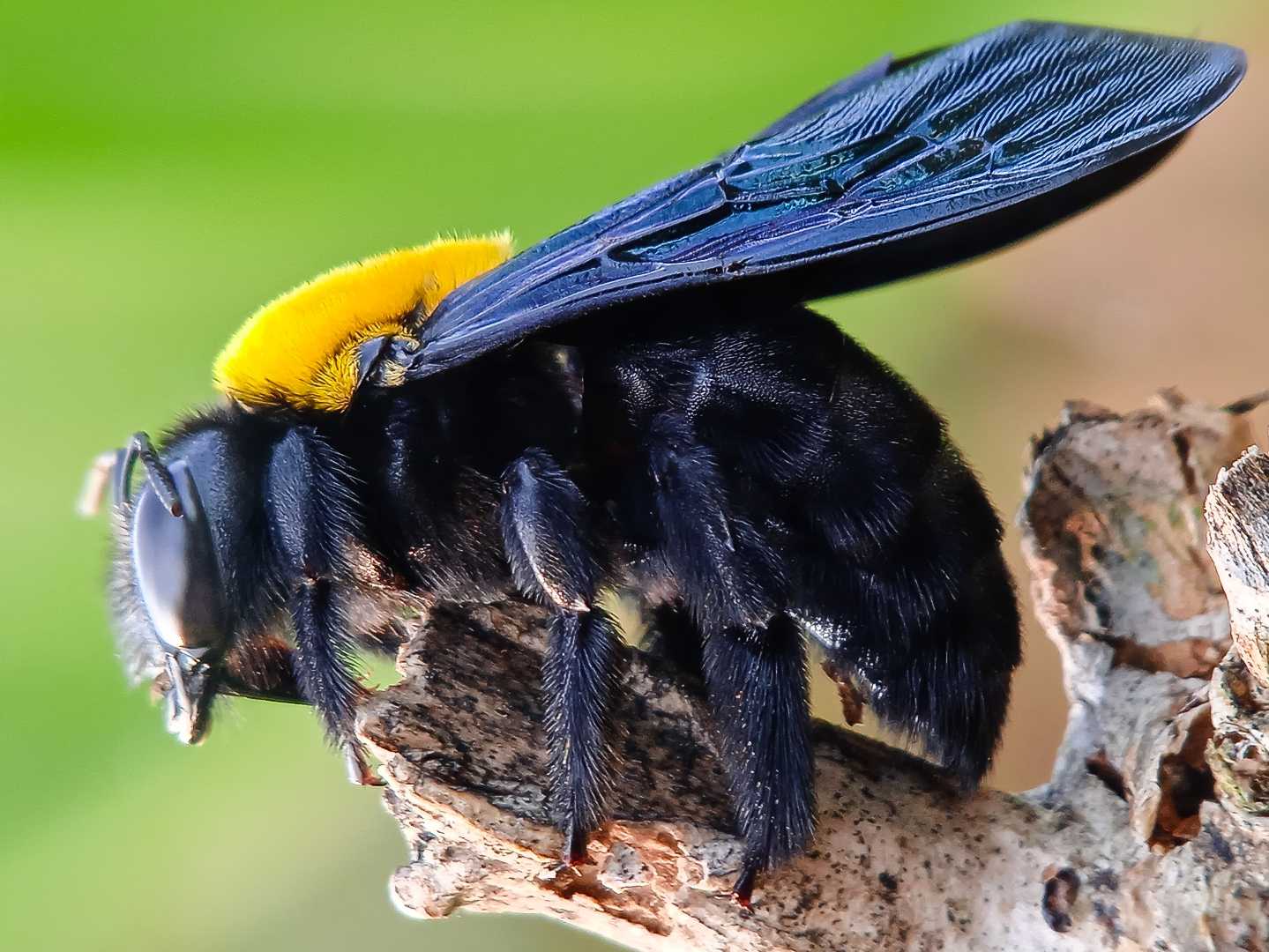 Xylocopa latipes