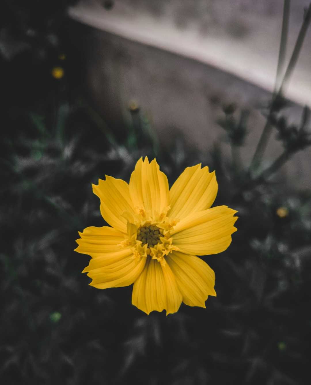Sulfur cosmos