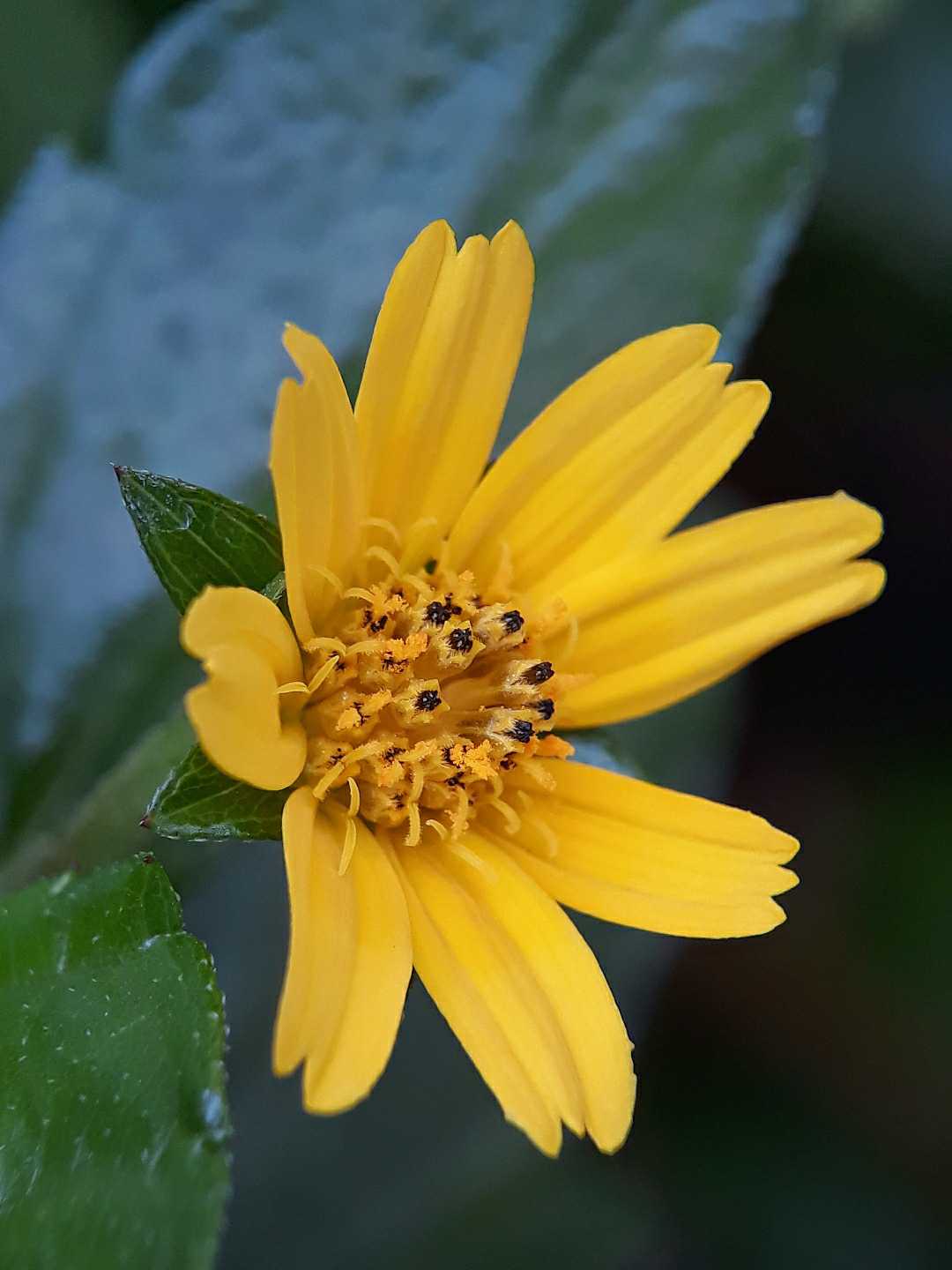 Bunga Wedelia