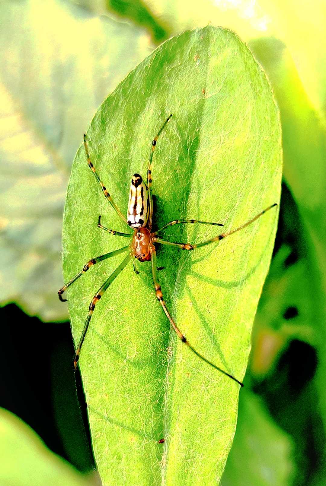 Leucauge