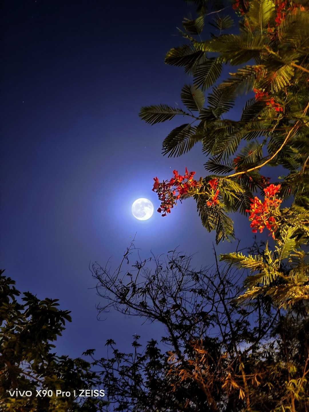 Full Moon Night 