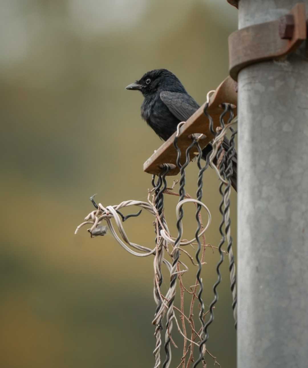 Black drongo