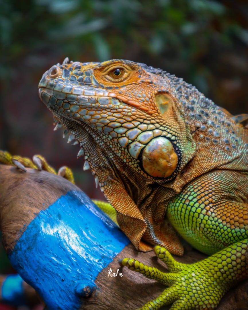 Iguana