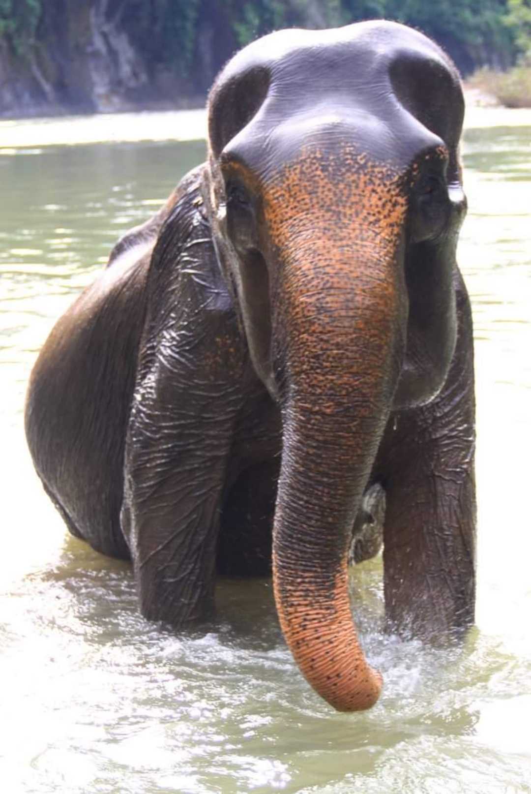 Sumatran elephant