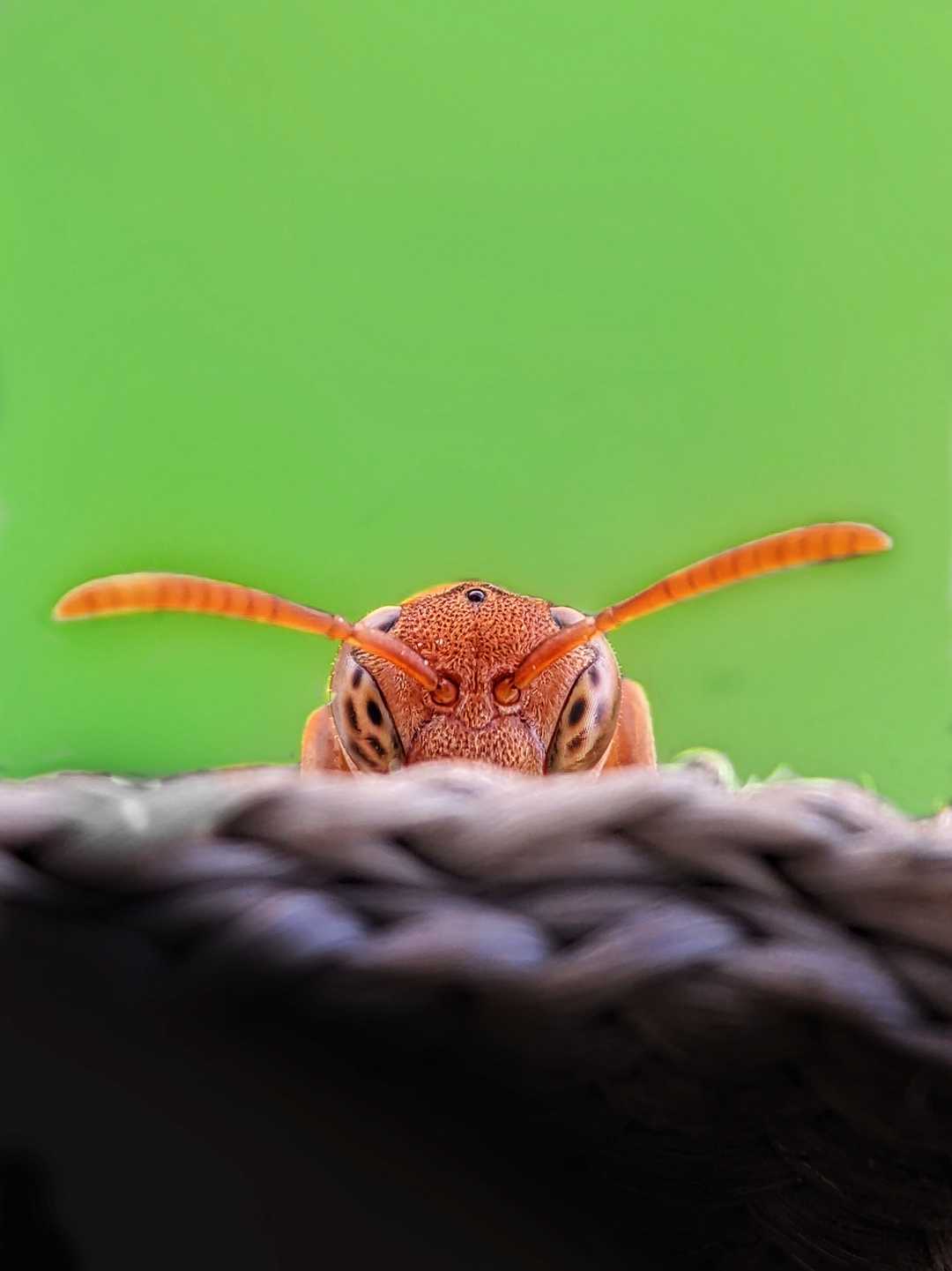 Peek a boo 