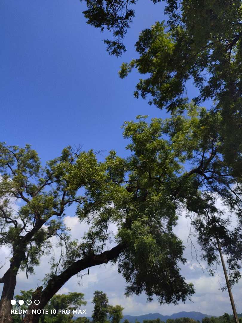 Neem 🌳tree