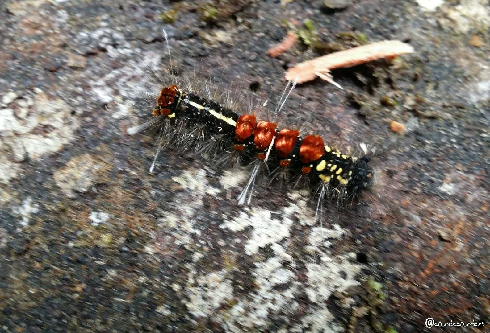 1. Beautiful but Venomous! 🐛
