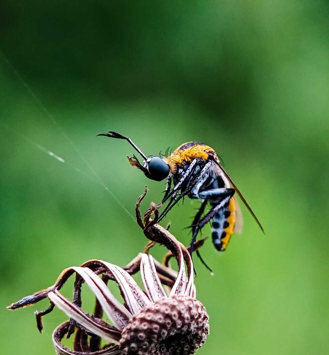 Toxophora