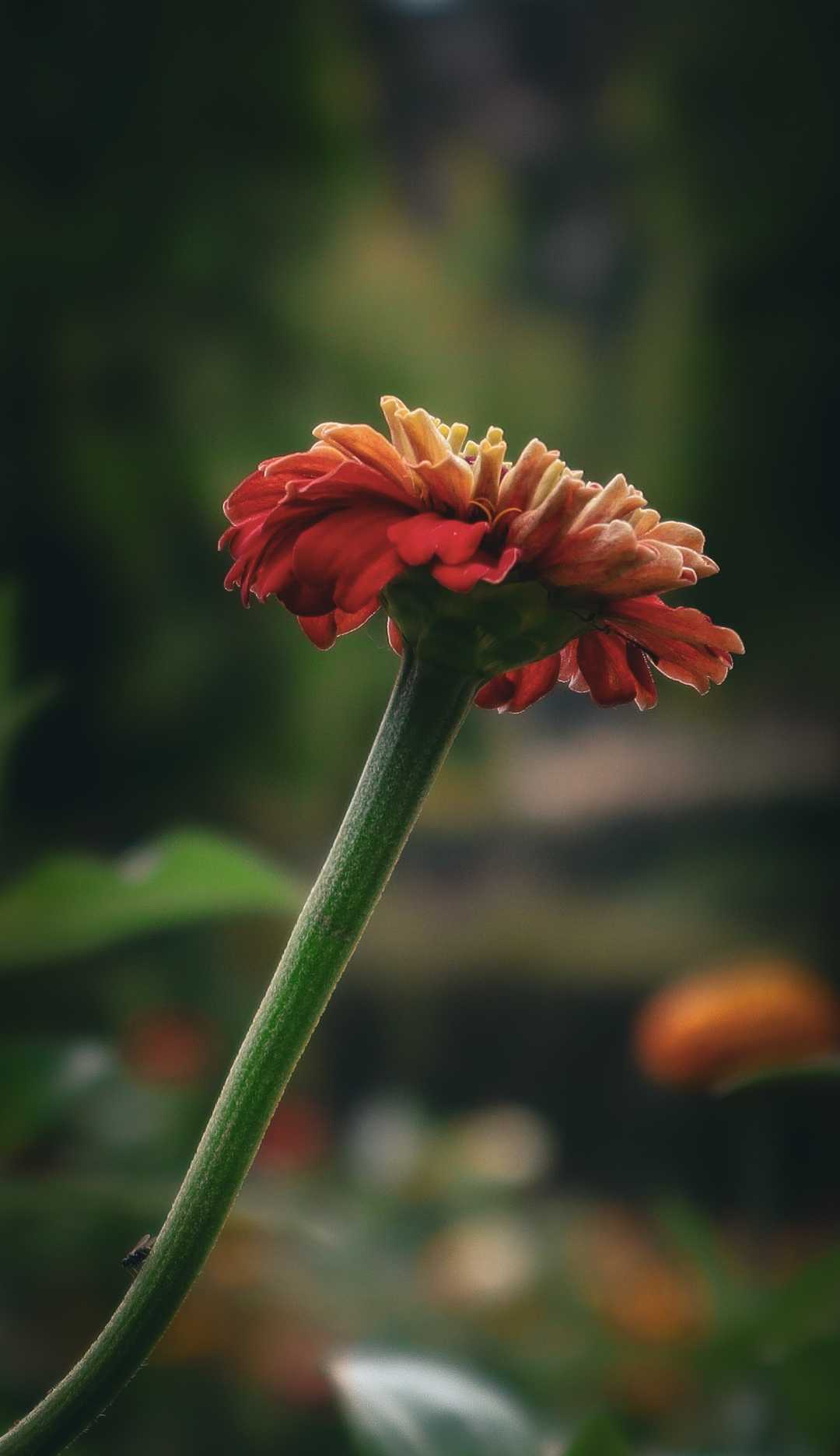 Glimpse of paradise! 🏵️🌿