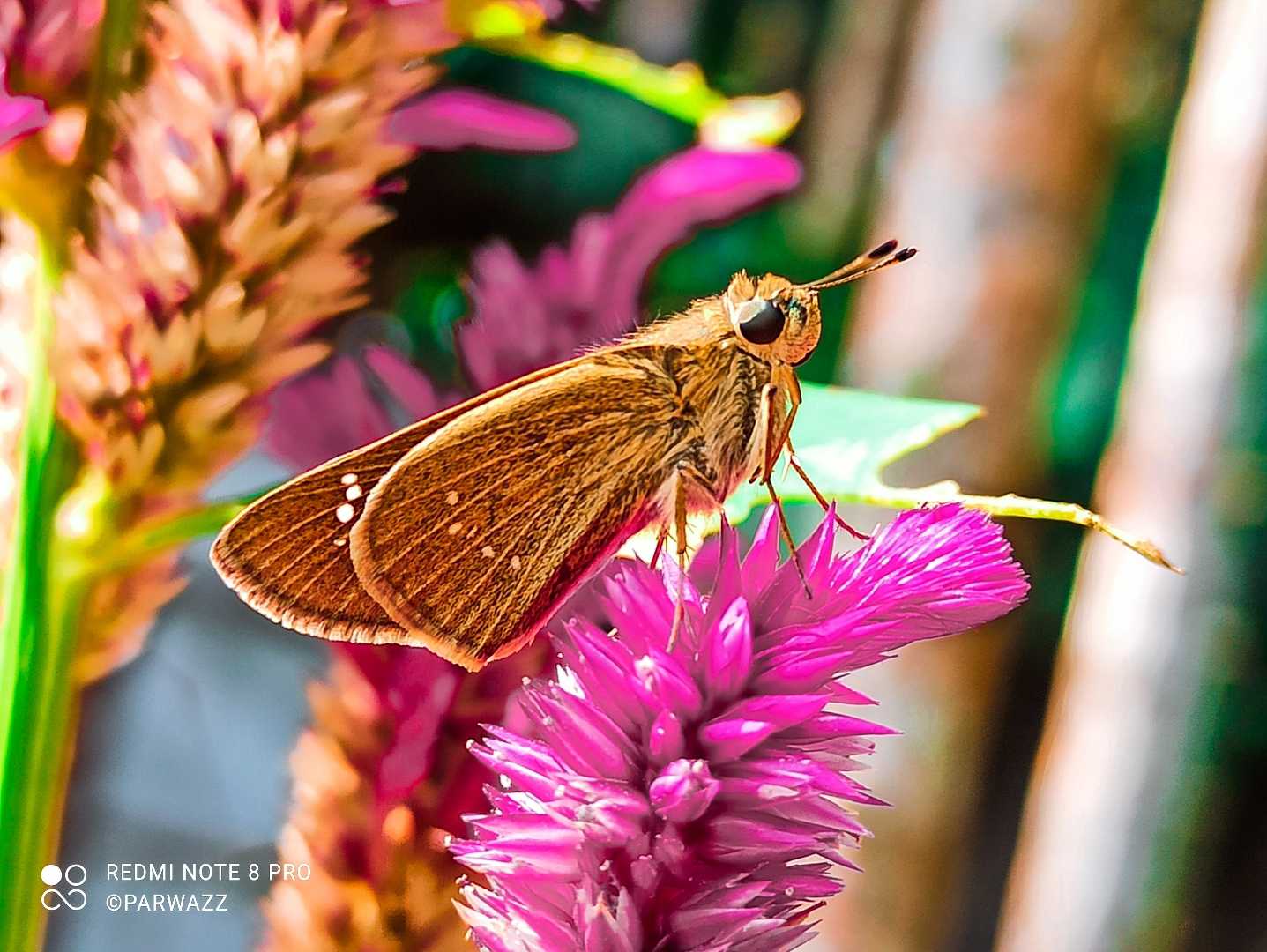 Skipper Butterfly