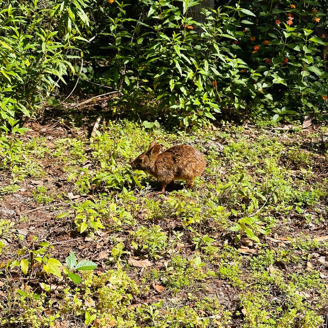 🐇