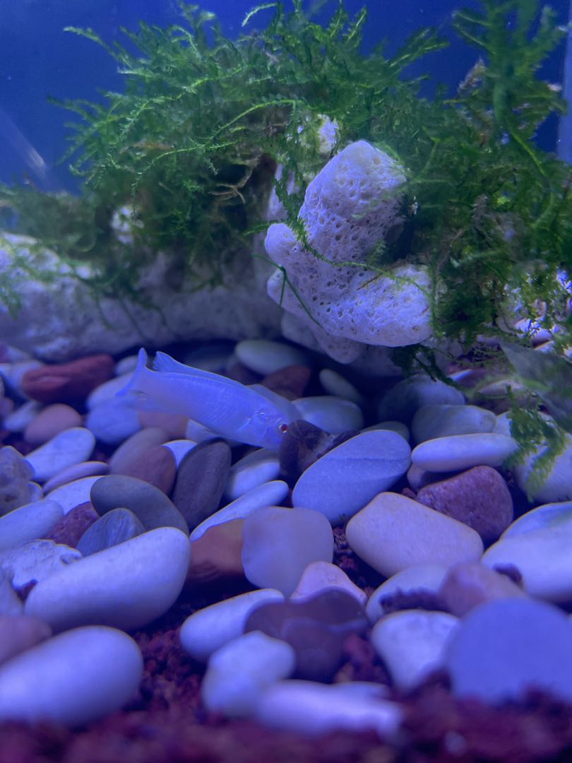 fish and rock