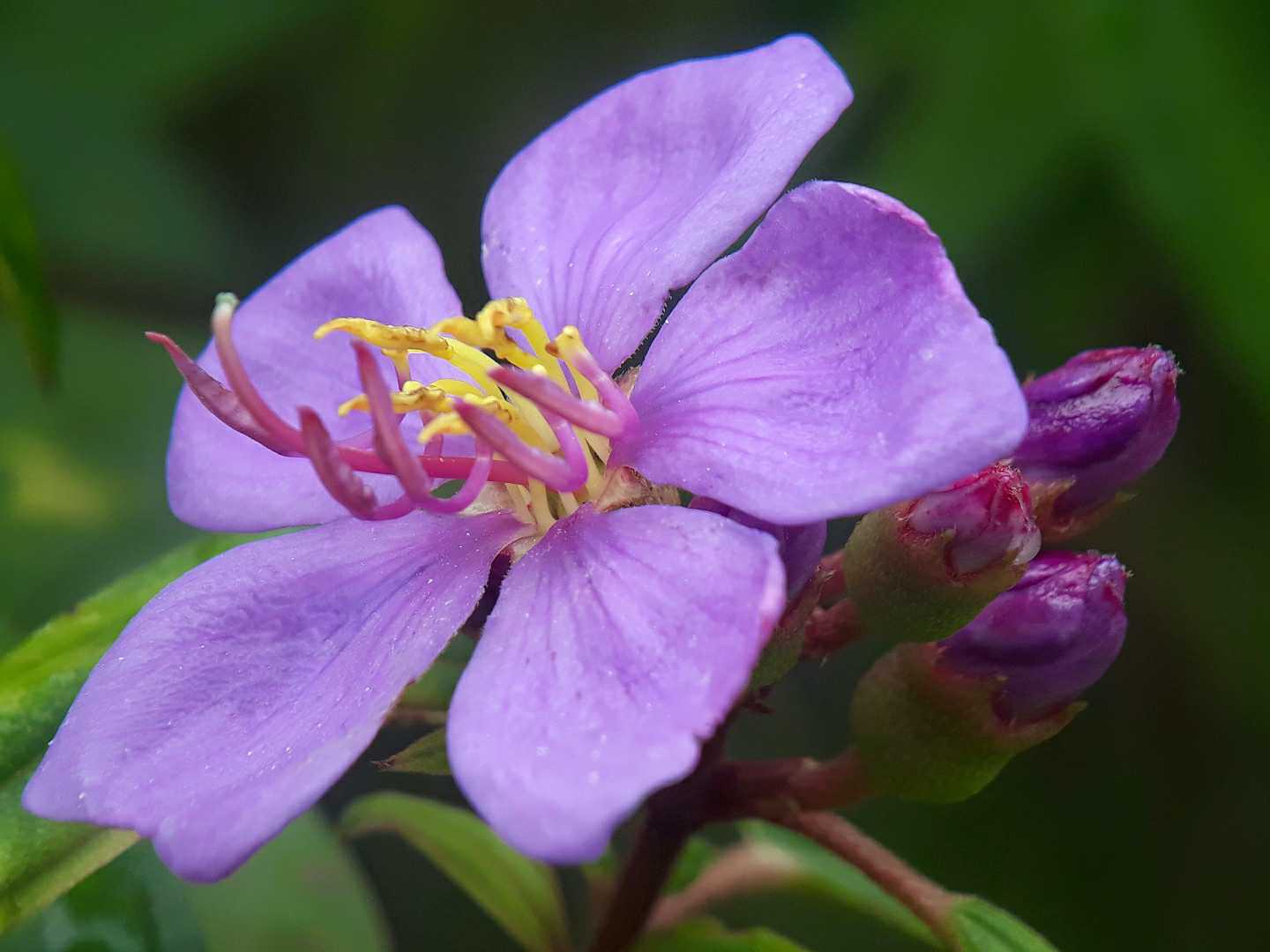 Senduduk (Melastoma malabathricum)