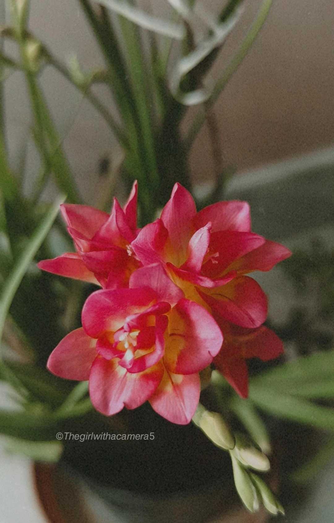 Pretty Freesias.
