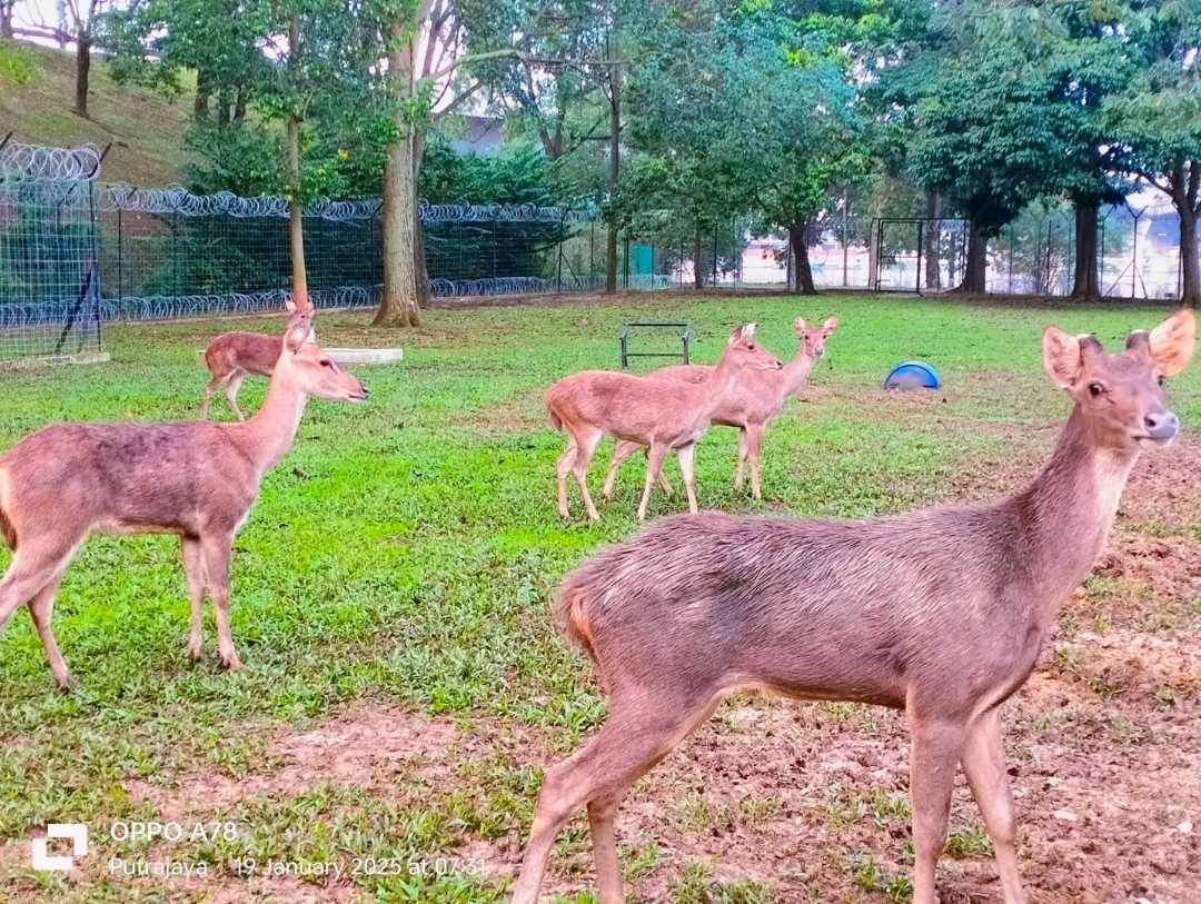 Laman Rusa Putrajaya