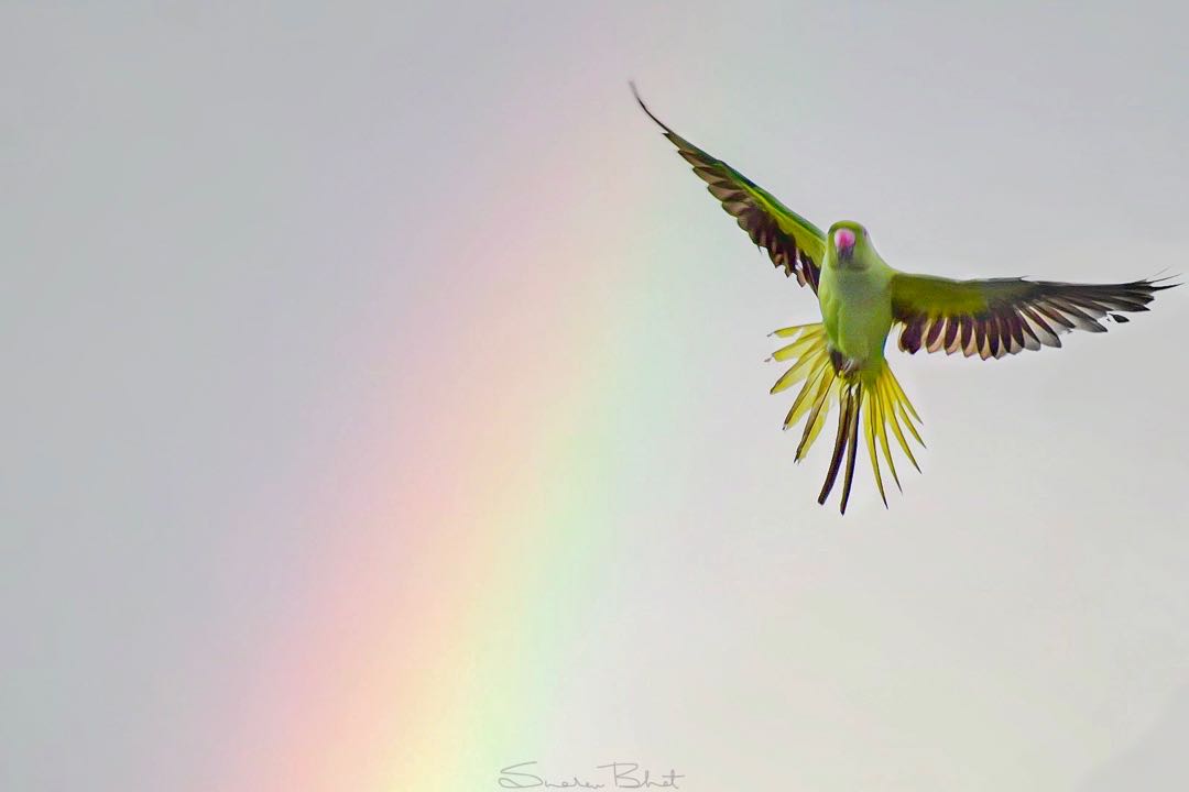 Keet-bow!