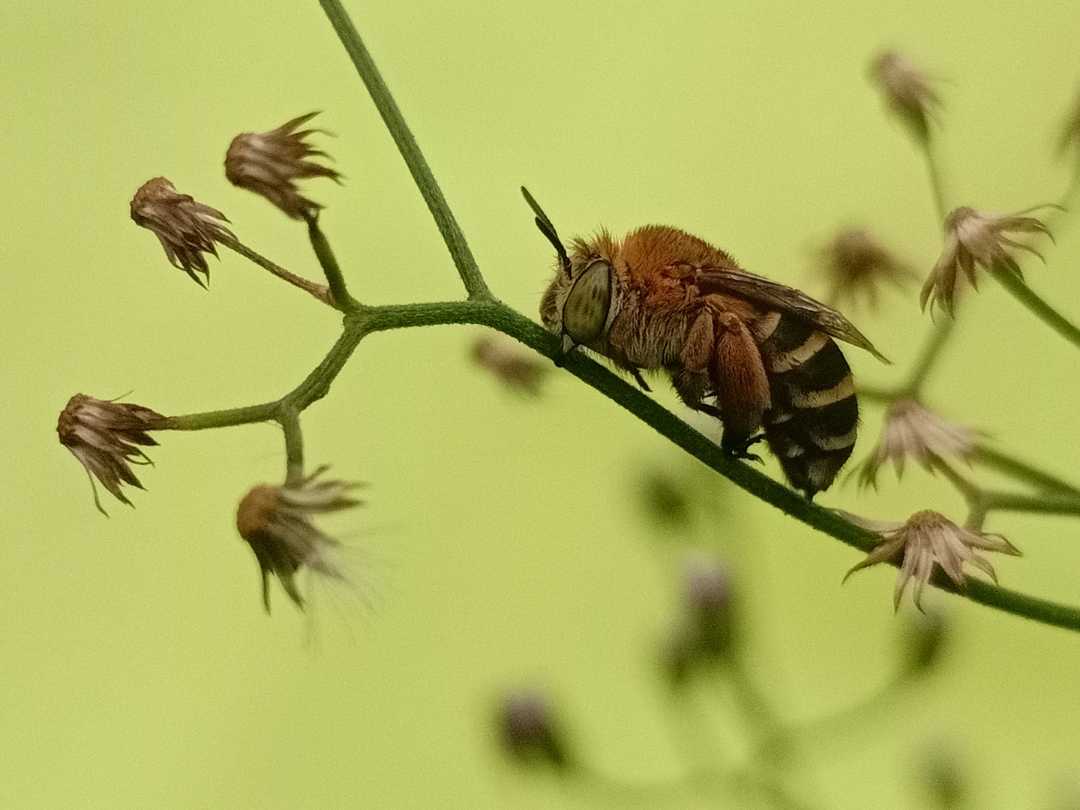 Amegilla