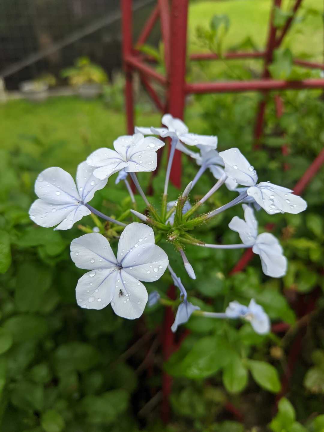 Ceraka Putih (Plumbago) 
