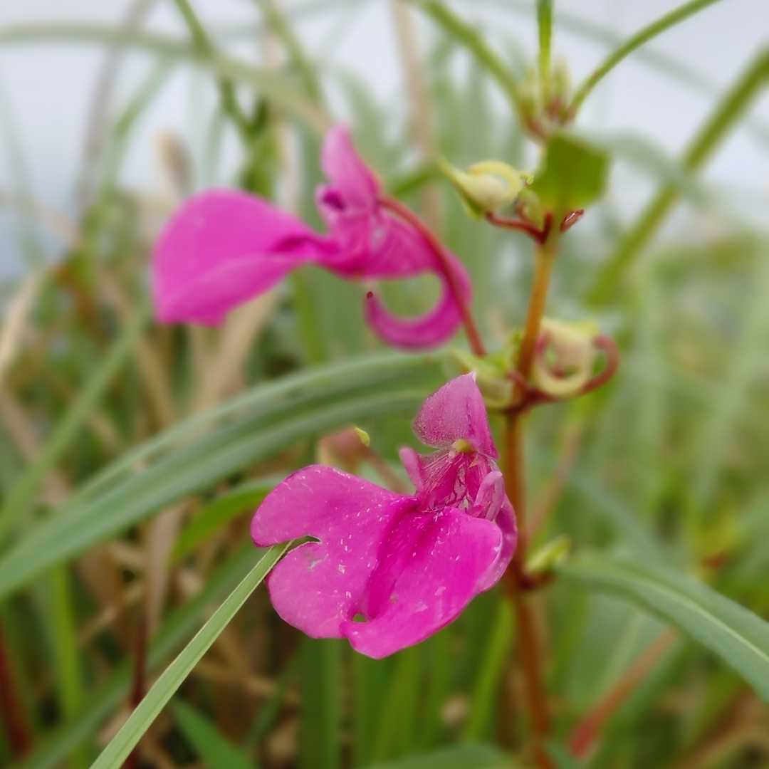 The flowers  on the hilltop