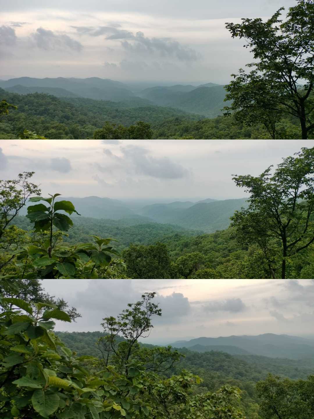 🍃🌿