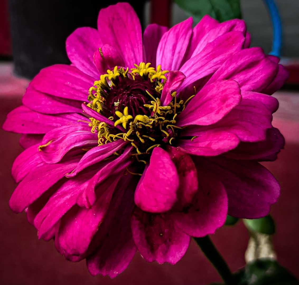 Common zinnia 🌸 