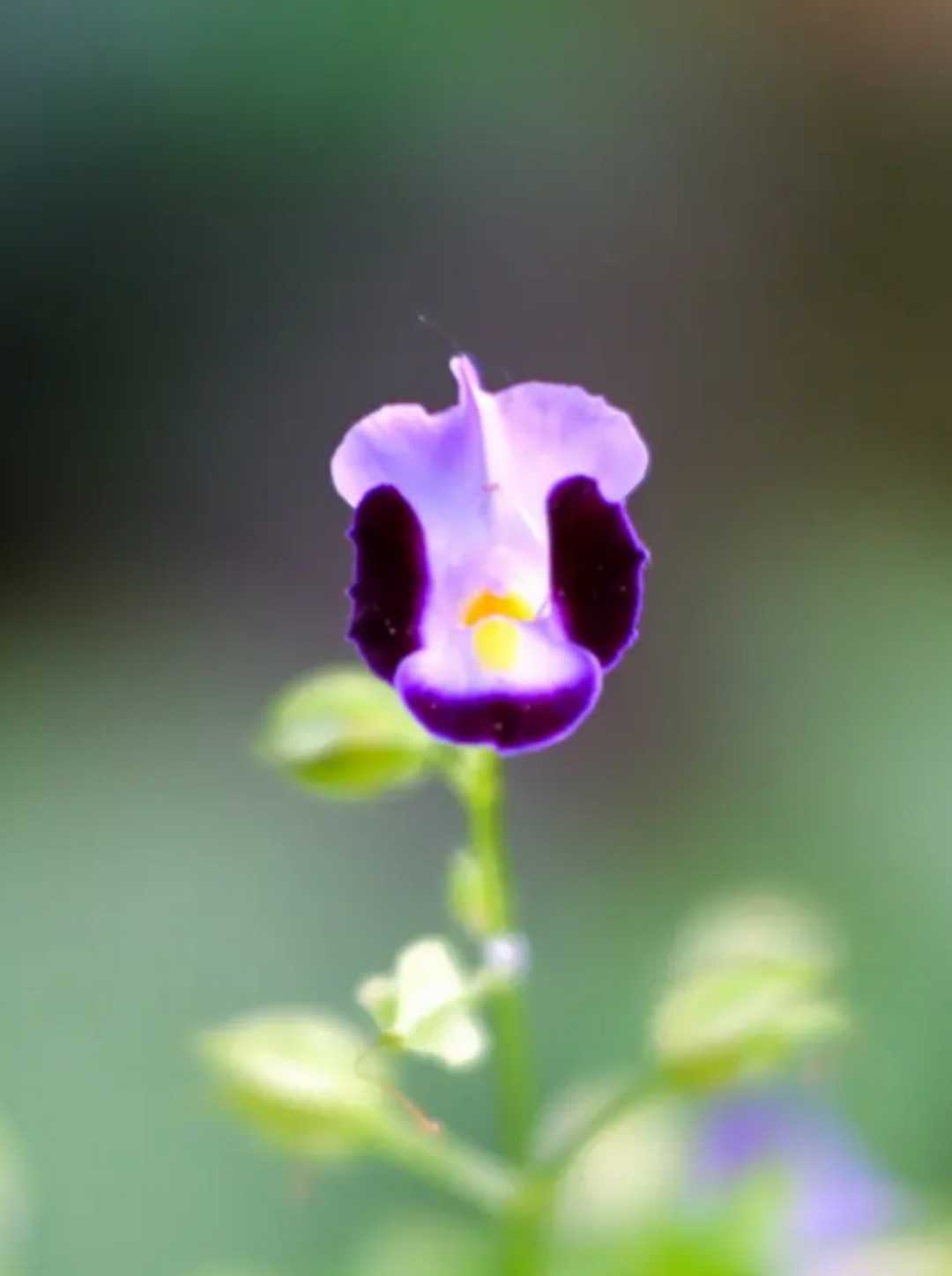 wishbone flower