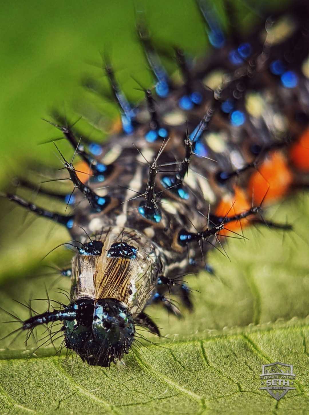 caterpillar 