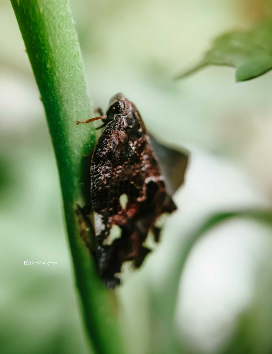 Ricania speculum( Black planthopper)