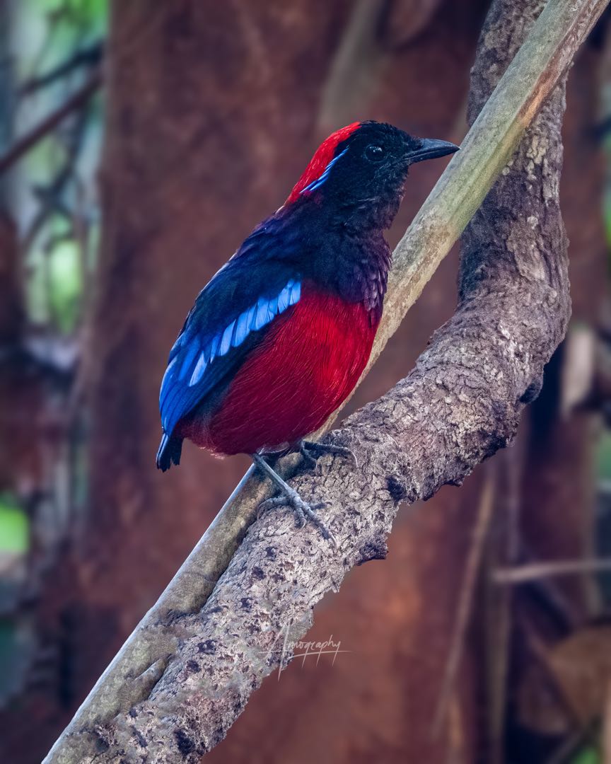 garnet pitta