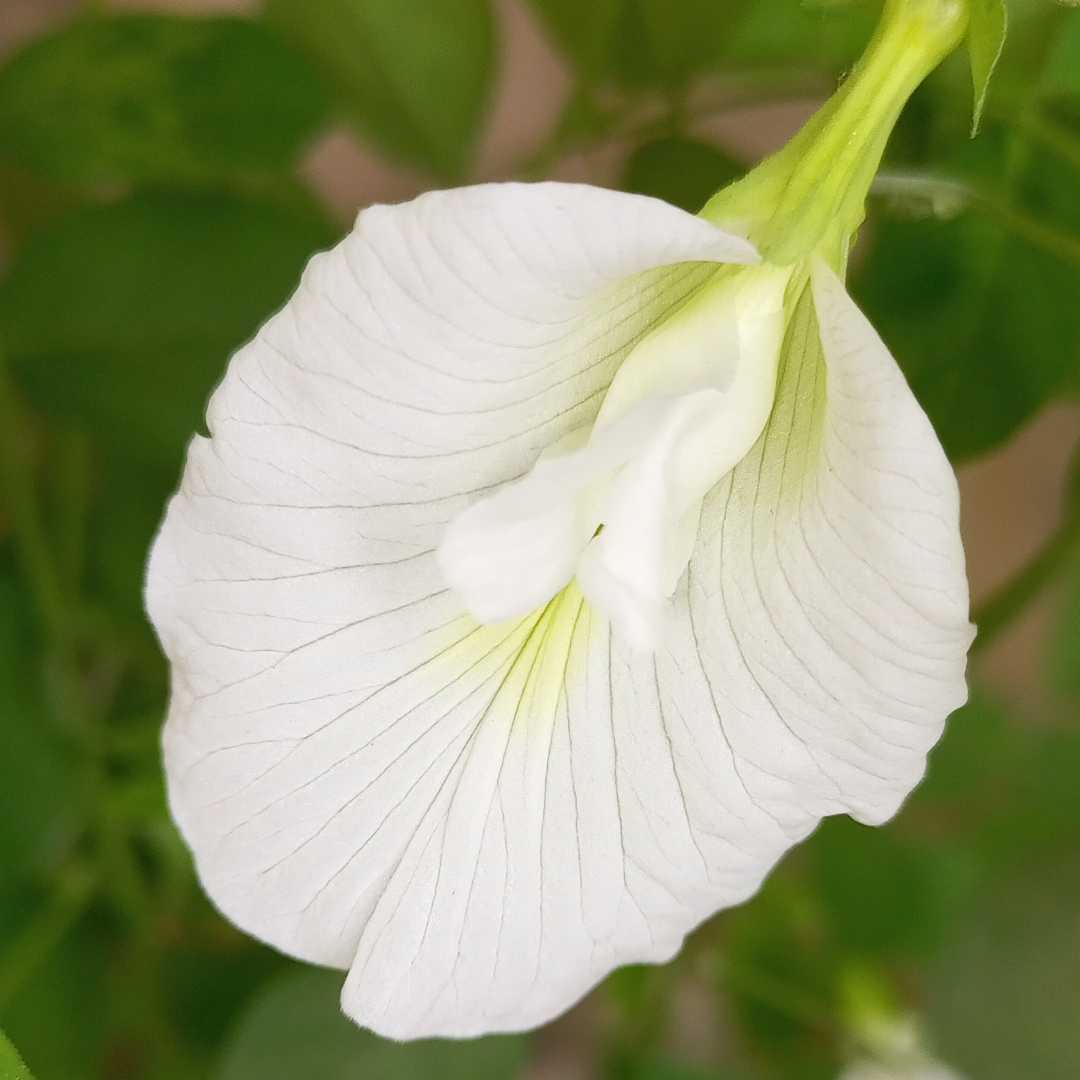 A local flower 