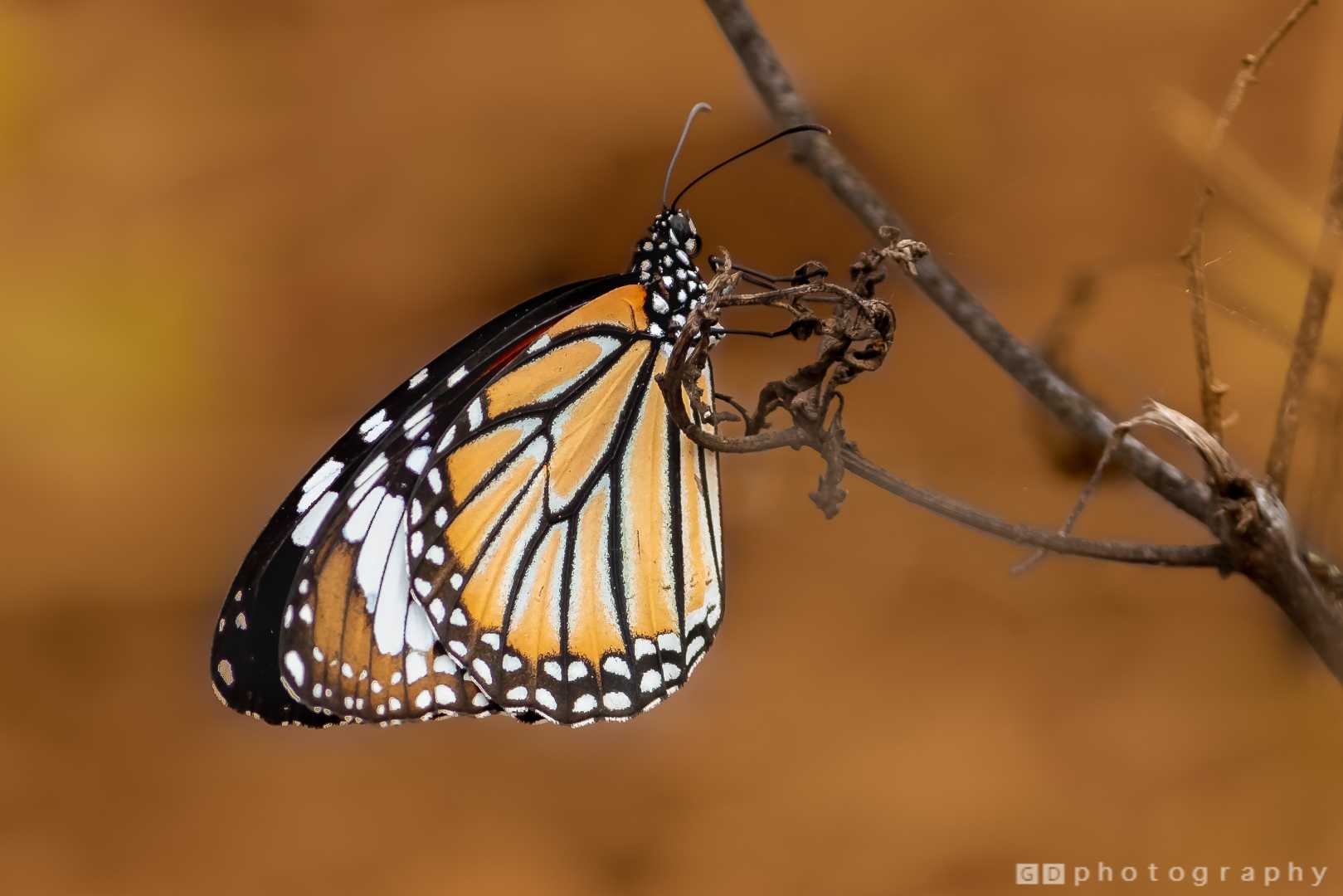 Striped Tiger 