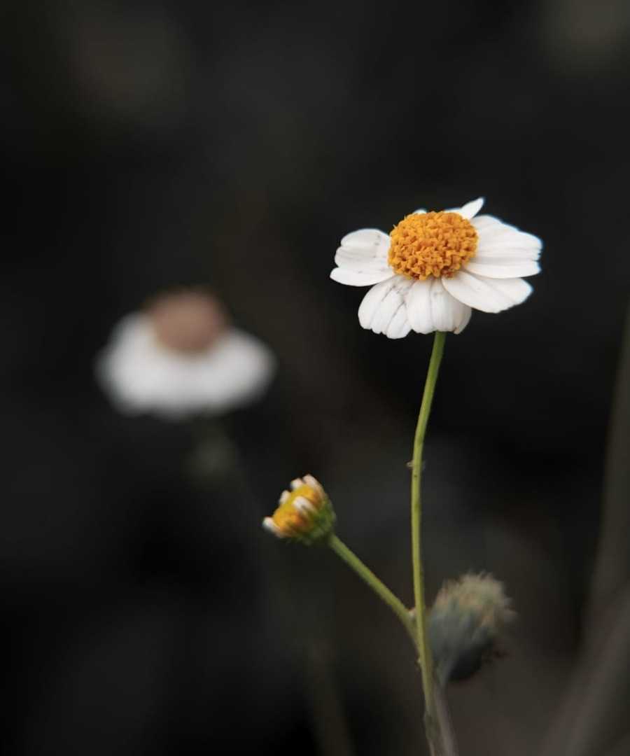 Ajeran (Bidens pilosa