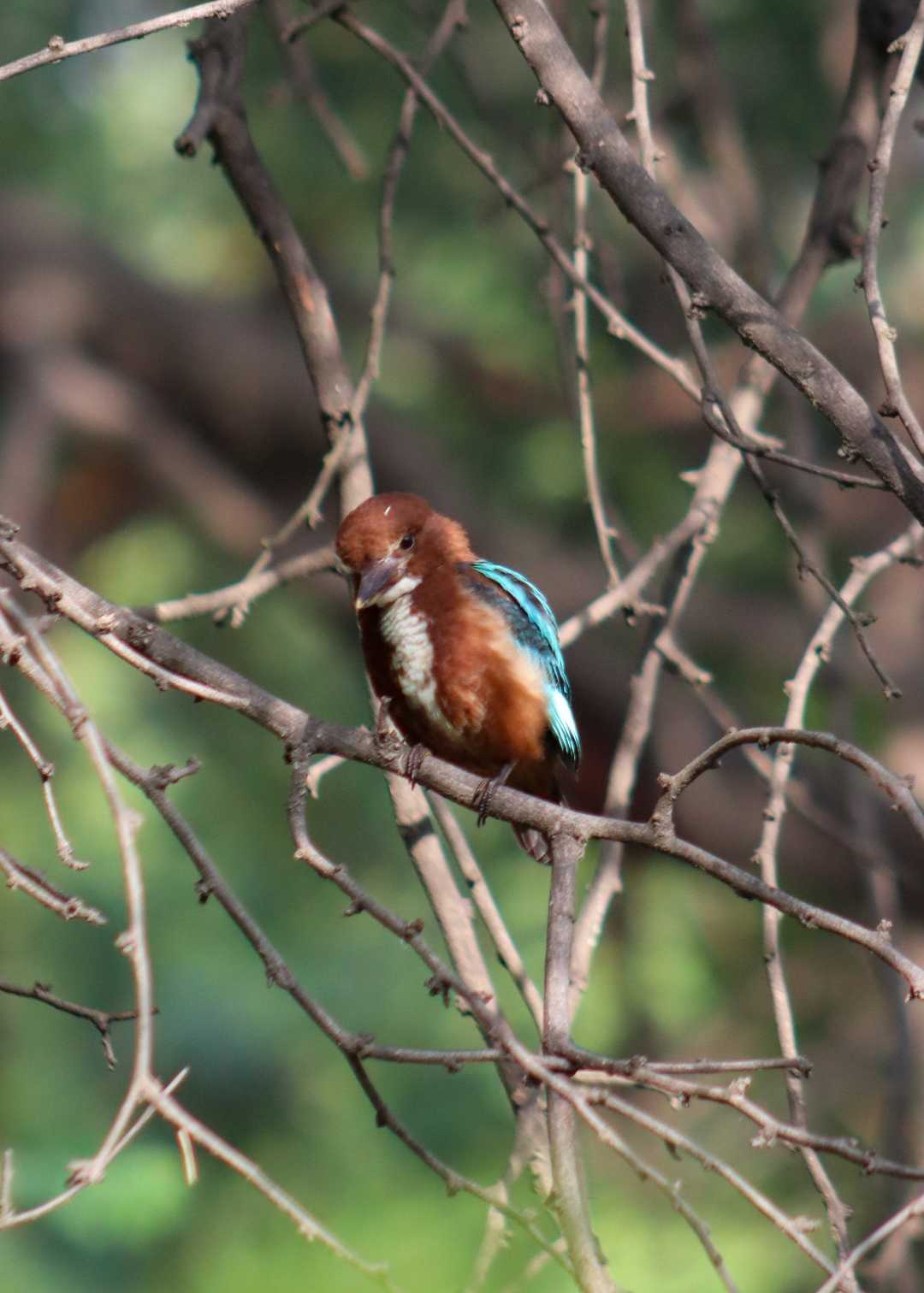 Mr. Kingfisher seems to sleep but..