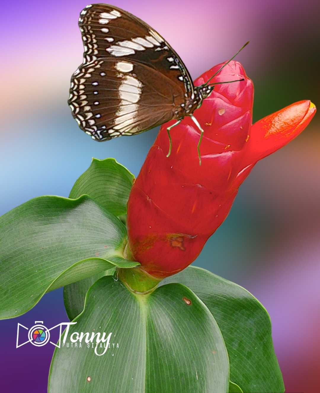 Butterfly landing on flower