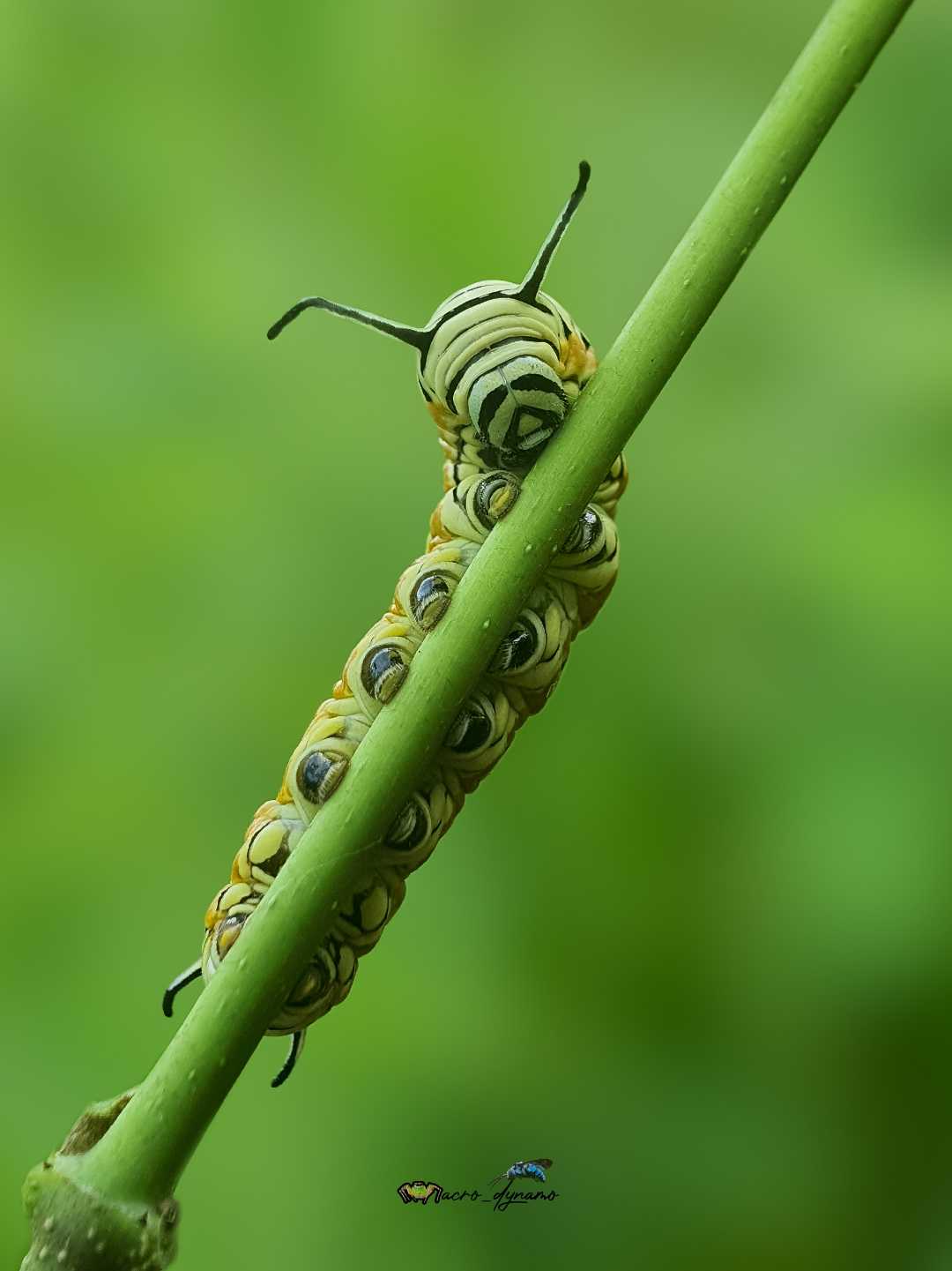 Sleeping caterpillar 😍