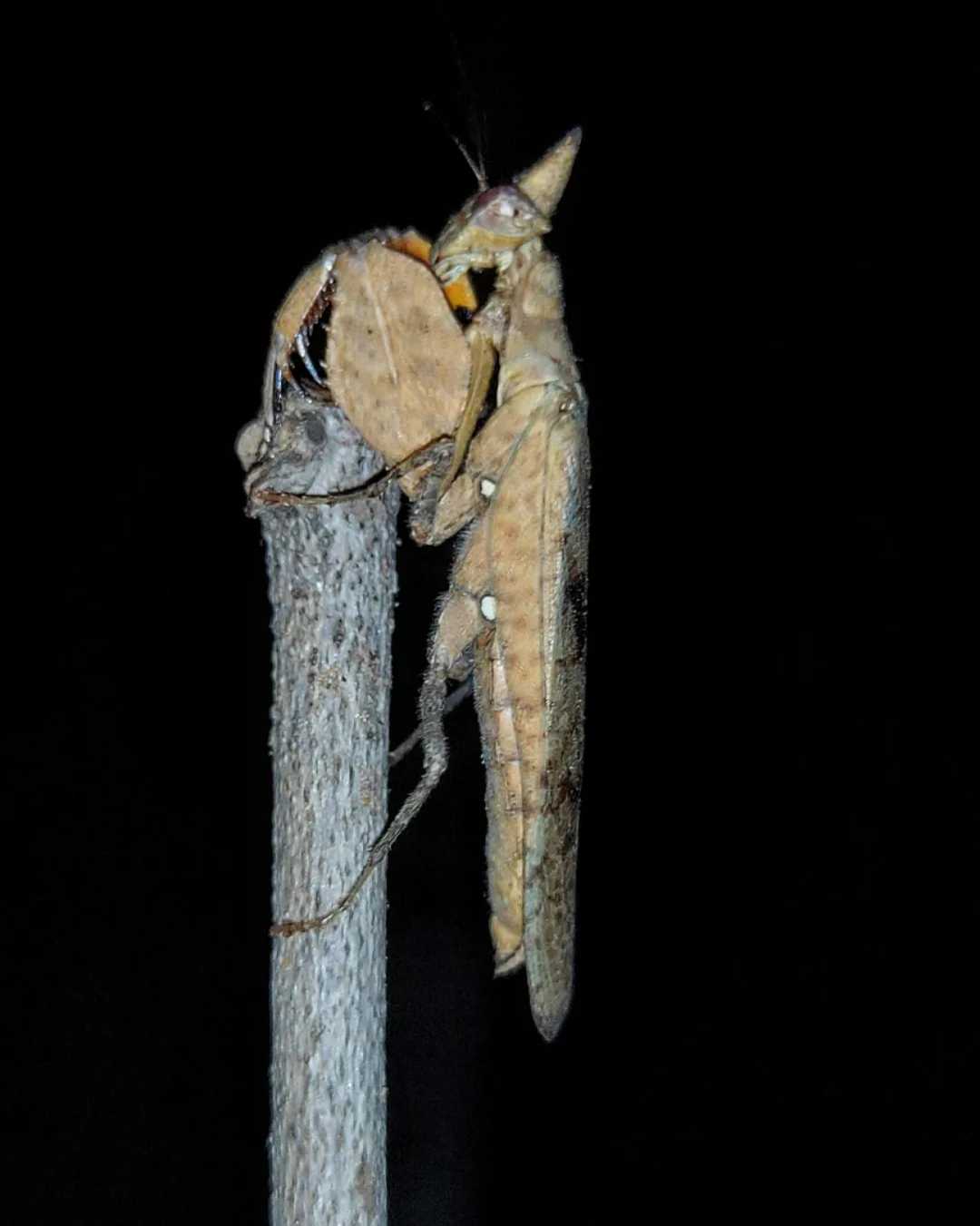 Hestiasula brunneriana

