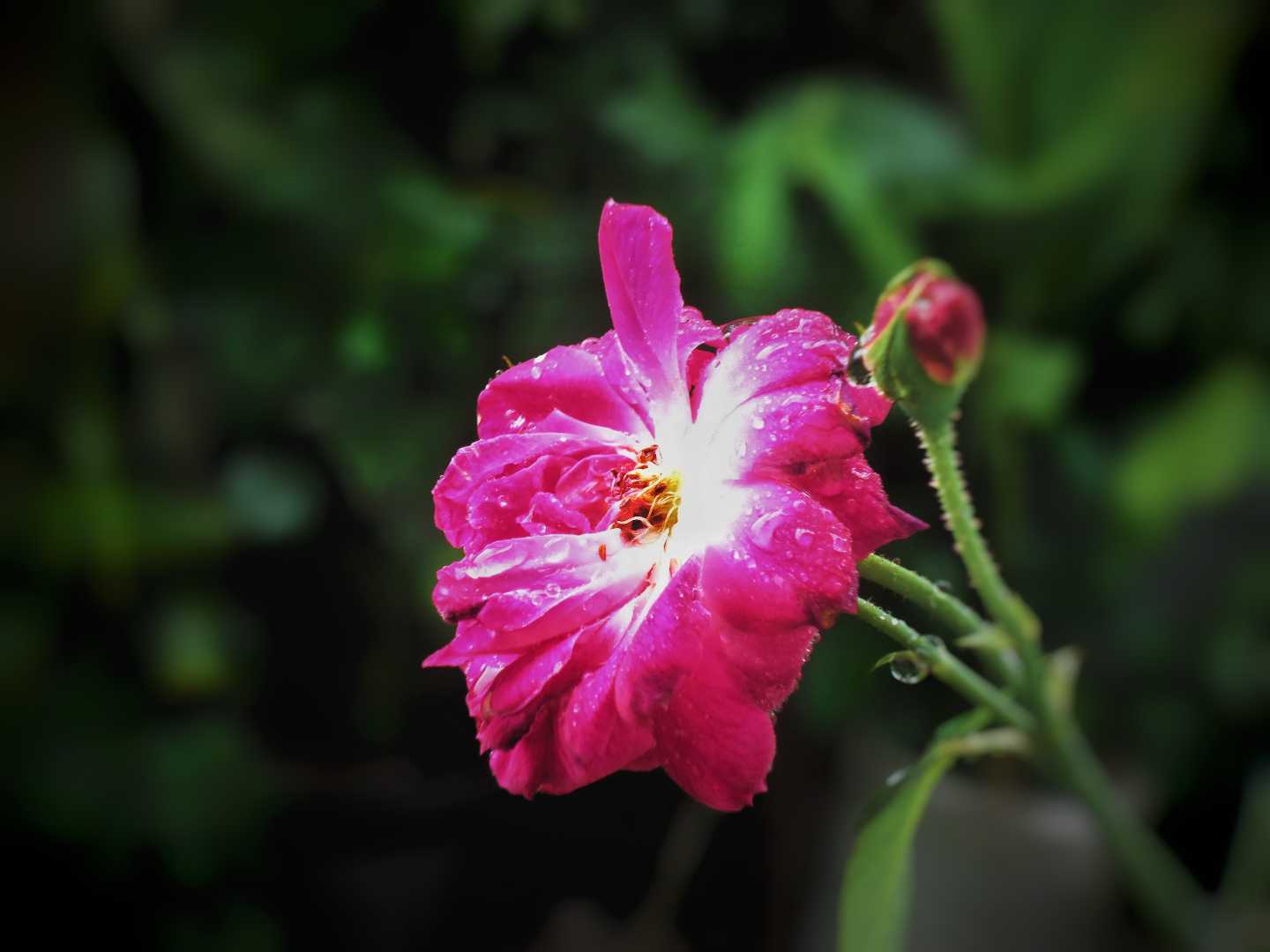 Pink Rose