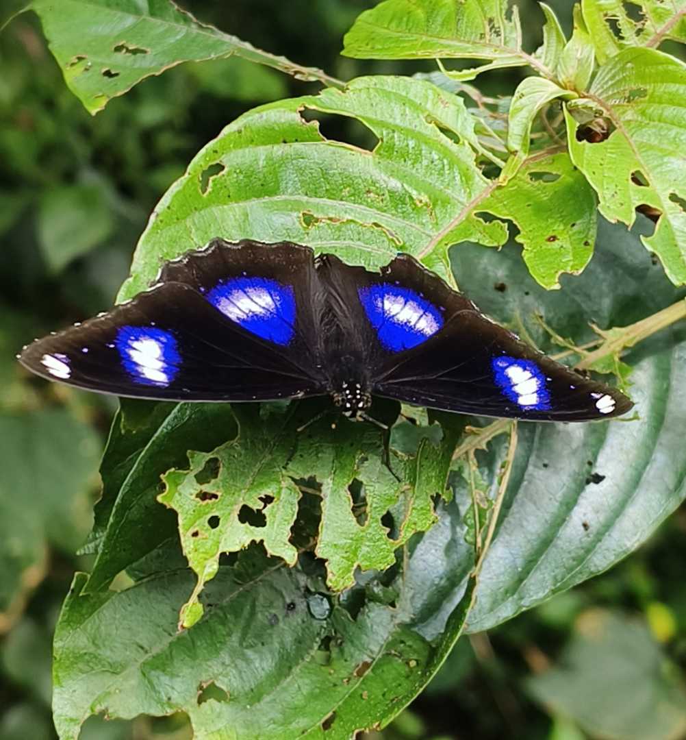 Great Eggfly Butterfly also known as Blue moon
