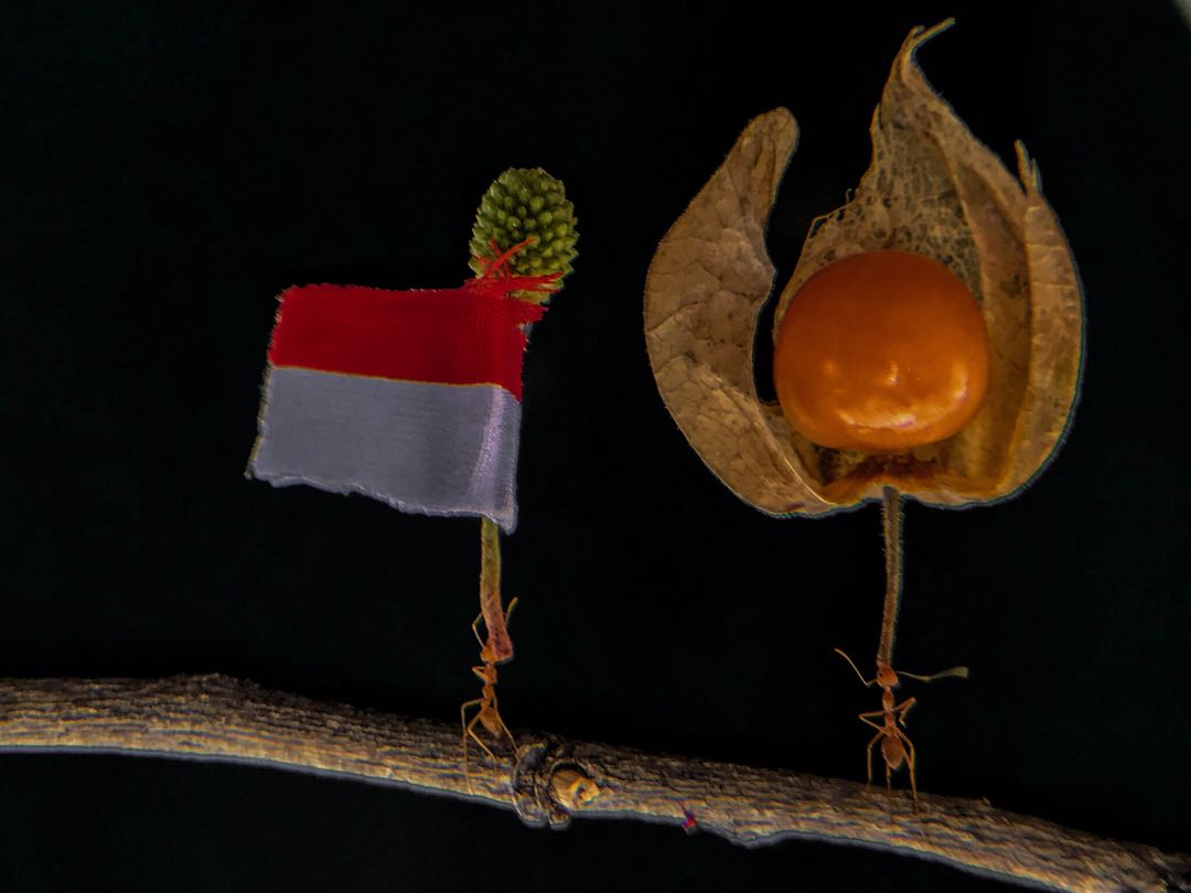 Semut Rangrang
