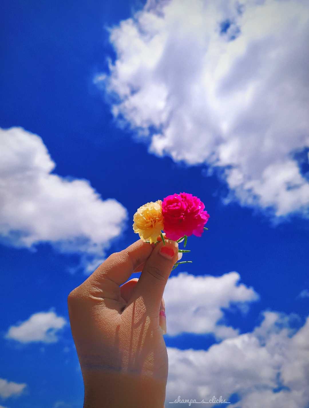 Flowers or Clouds?🌚